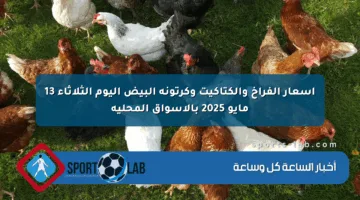 أسعار الفراخ والكتاكيت وكرتونة البيض اليوم الثلاثاء 13 مايو 2025 بالأسواق المحلية